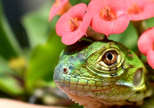 Green Lizard Under Red Flowers