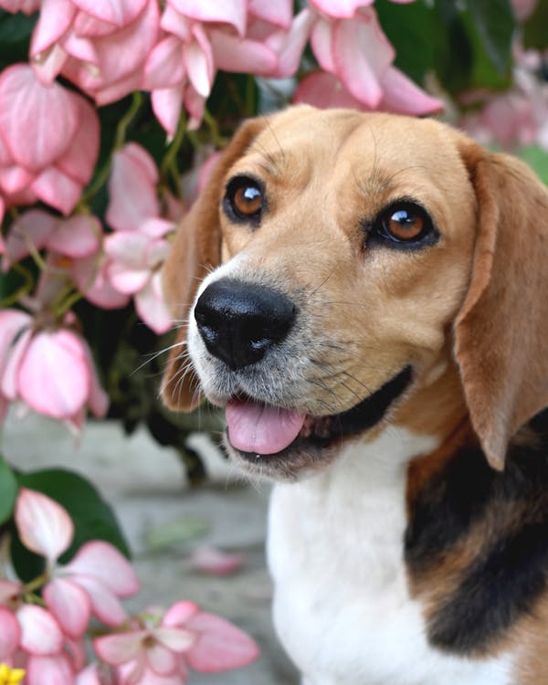 Kostenlos Kostenloses Stock Foto zu beagle, bezaubernd, häuslich Stock-Foto