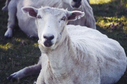 Gratis stockfoto met schapen