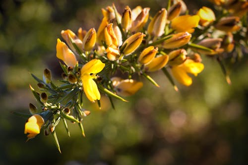 Gratis stockfoto met bloemen, gele bloemen