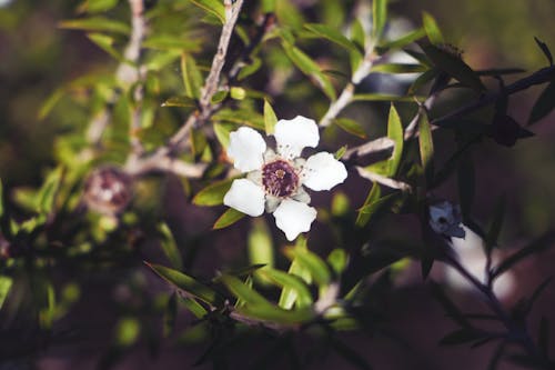 Gratis stockfoto met bloem, bloemen, struik