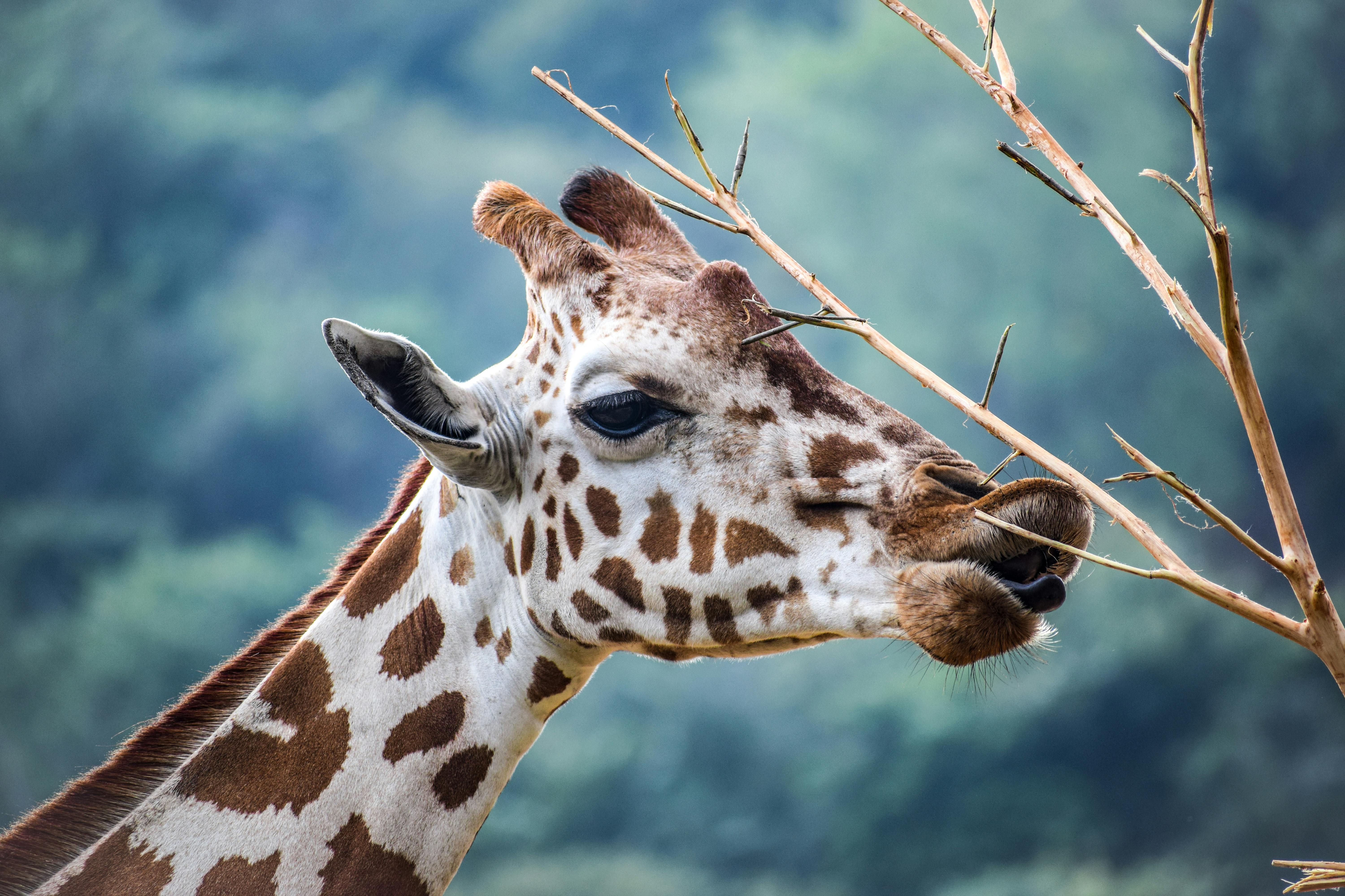 A Giraffe Licking a Tree Branch in Close Up Photography