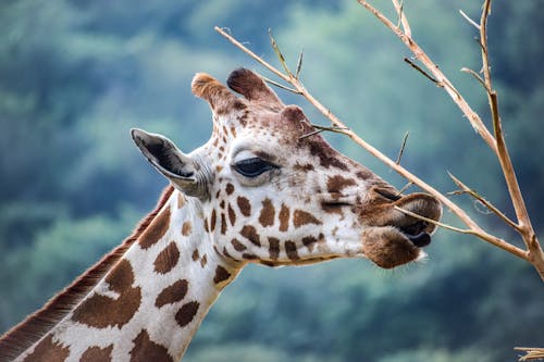 Free A Giraffe Licking a Tree Branch in Close Up Photography Stock Photo