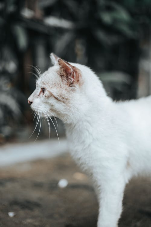 White cat on shabby pavement on city street