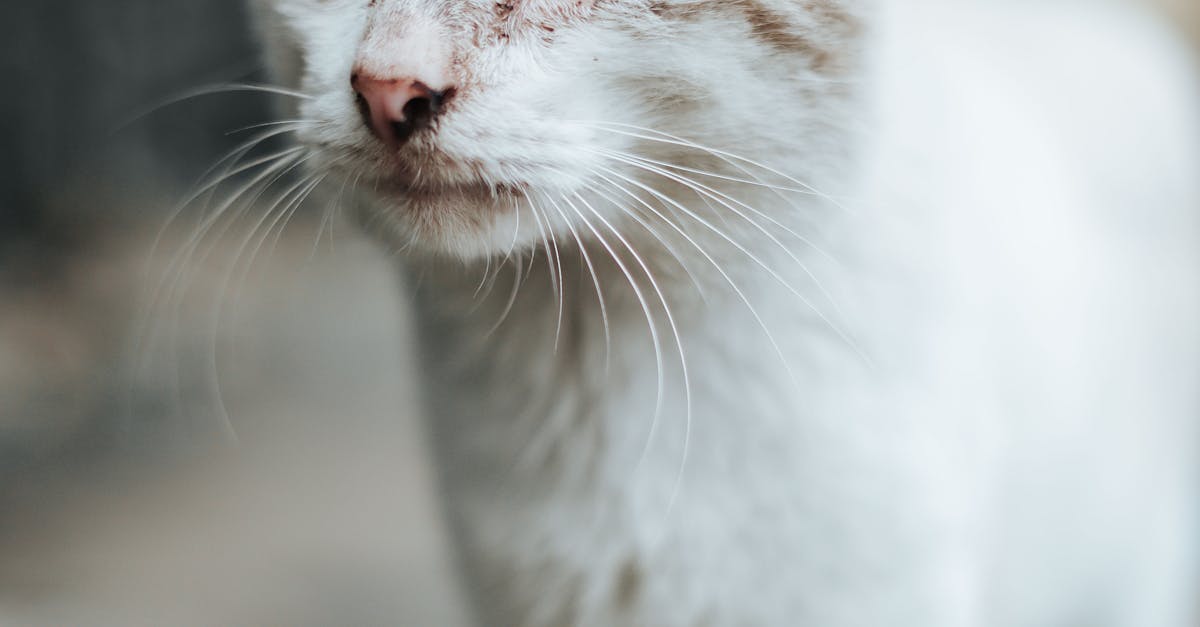 How does a cat get ear mites