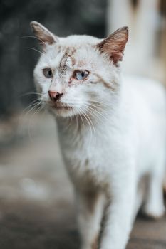 从上方看去，一只鼻子脏兮兮的悲伤流浪猫站在人行道上，目光移向别处