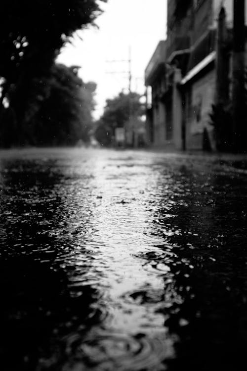 Fotobanka s bezplatnými fotkami na tému dážď, mláka, mokrý