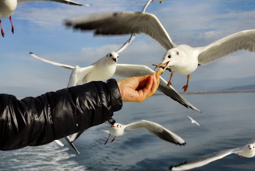 Unrecognizable man feeding seagulls near ocean under sky