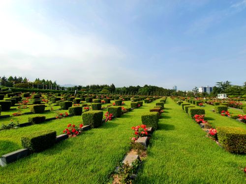 Free Beautiful, peaceful view of Busan Memorial Park with rows of tombstones and blooming roses. Stock Photo