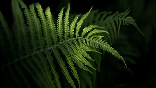 Free From above of bright flexible fern leaf with spiky edges and thin wavy stem growing in garden at night Stock Photo