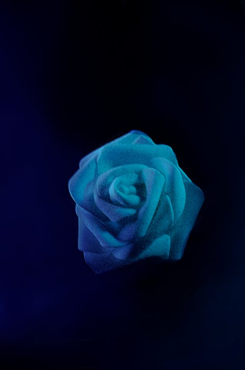 Foto profissional grátis de arte da flor, azul, azul-escuro
