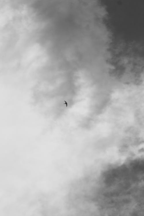 Free stock photo of bird, clouds, sky