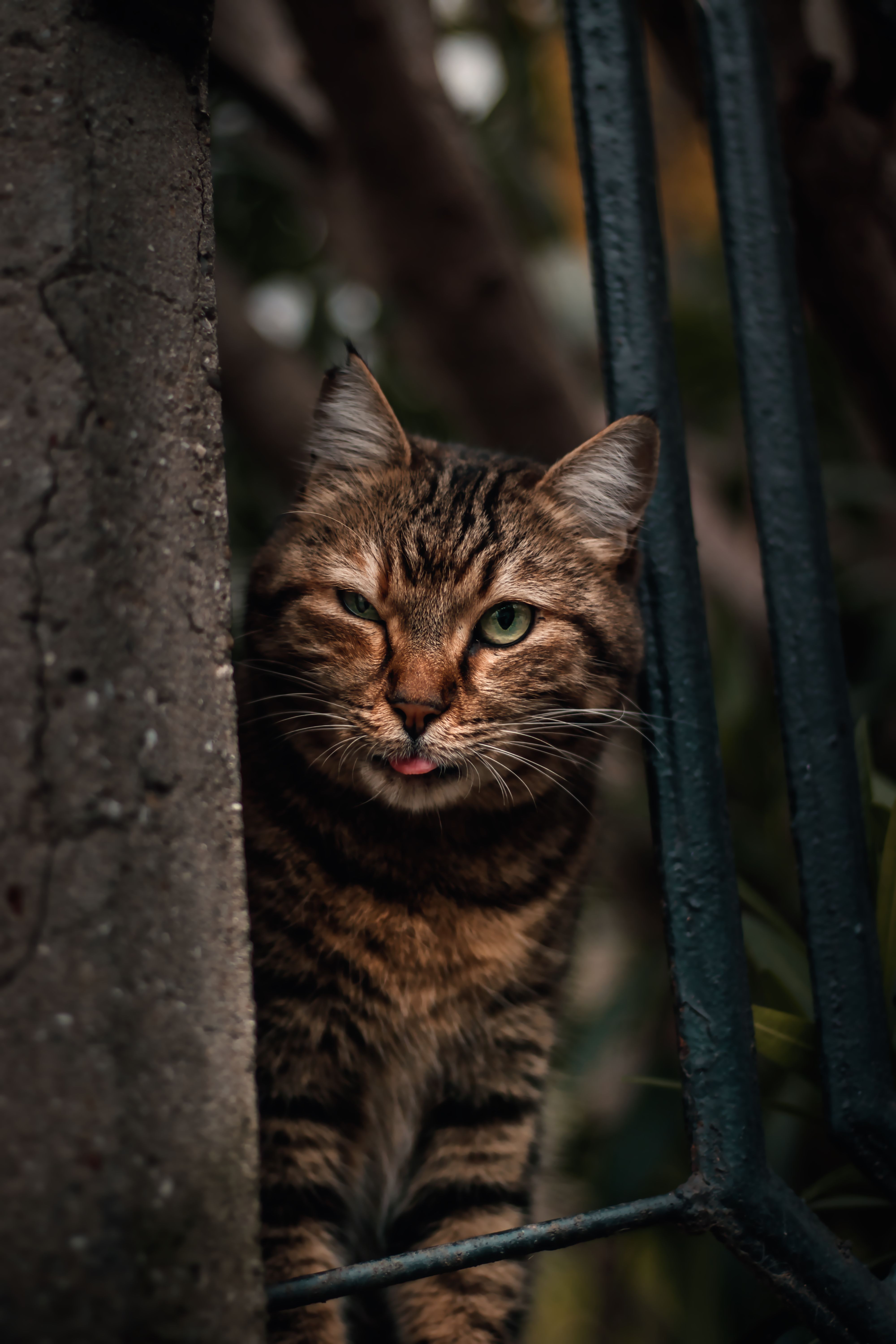 Close-up Portrait of a Curious Tabby Cat Outdoors · Free Stock Photo