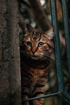 一只专注的猫，长着条纹毛皮和绿色眼睛，从镇上的金属栅栏后面向上方望去