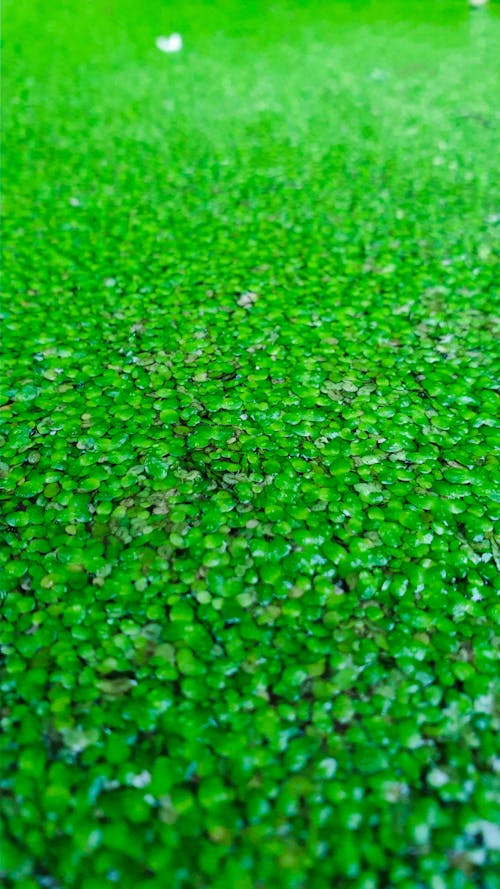 Free stock photo of bright green, close up focus, close up view Stock Photo