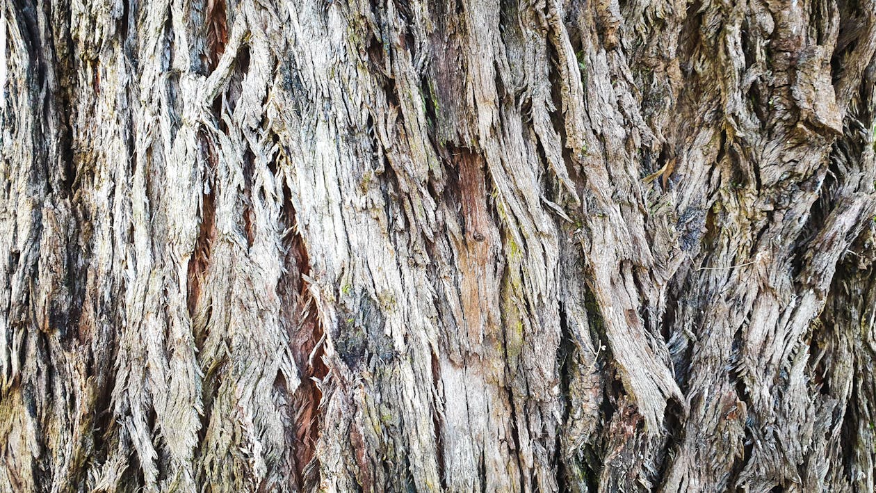 Free stock photo of bark, bumpy, close up view