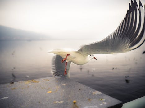 A seagull takes flight over calm water at dawn, capturing a sense of freedom and motion.