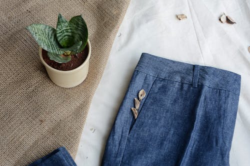Potted plant near jeans with small sea shells