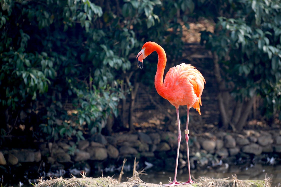 Free Orange Flamingo Stock Photo