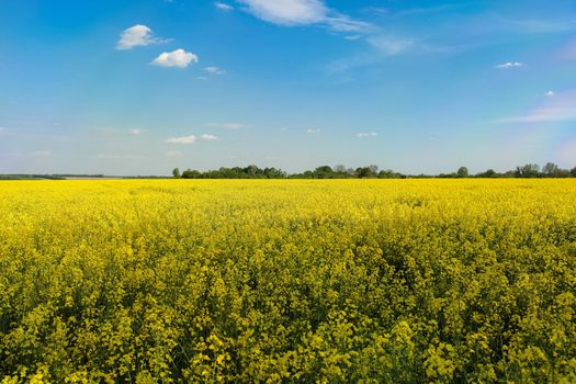 yellow rapeseed canola field