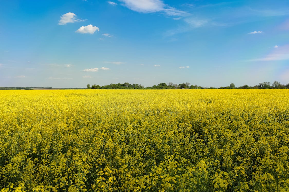 Yellow Flower Field Under Blue Sky