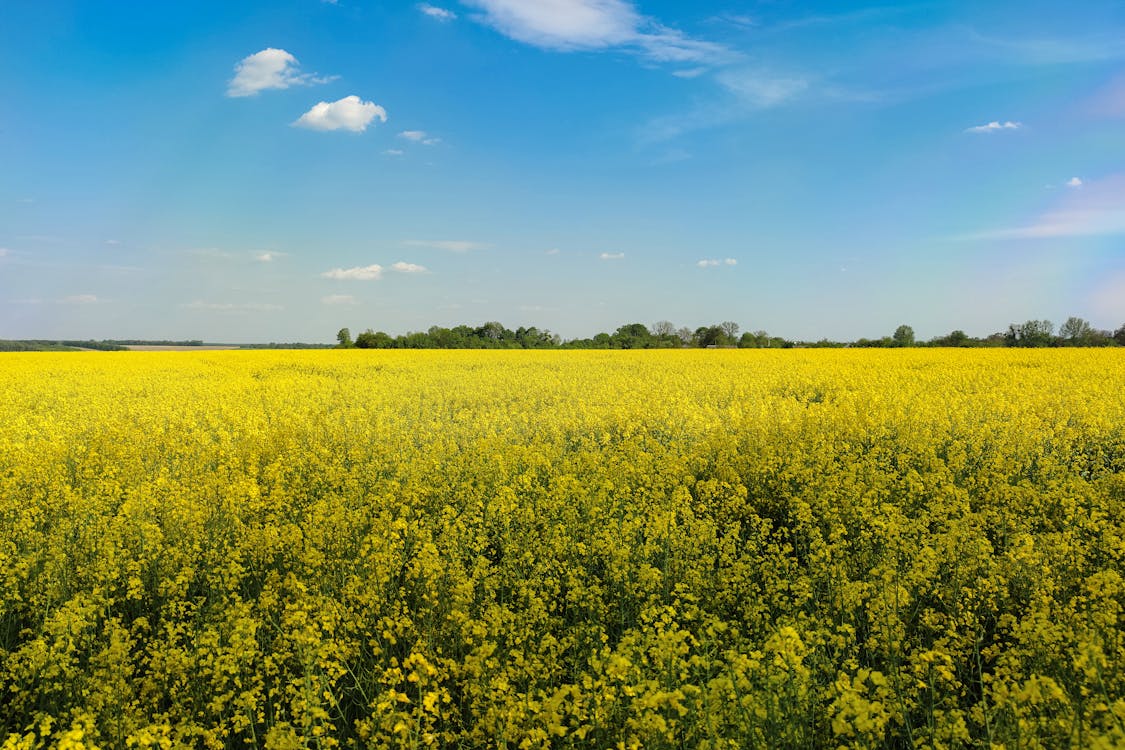 Ilmainen kuvapankkikuva tunnisteilla aurinko, kasvu, kenttä