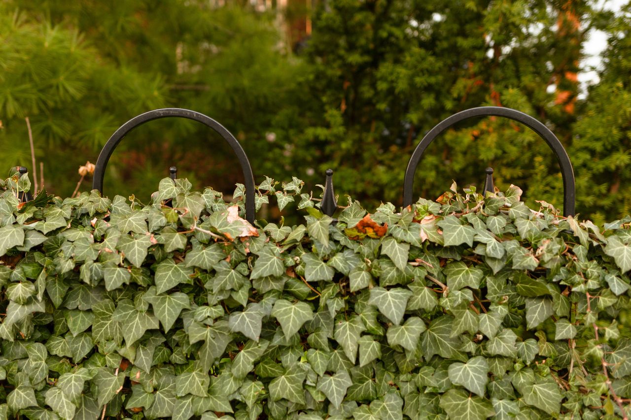 decorative-wrought-iron-edging Wrought iron fence draped with ivy in a garden