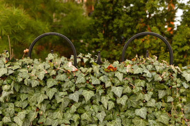 Hedge With Green Leaves Behind Trees In Garden