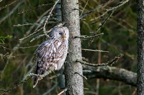 White and Brown Owl on Brown Tree Branch