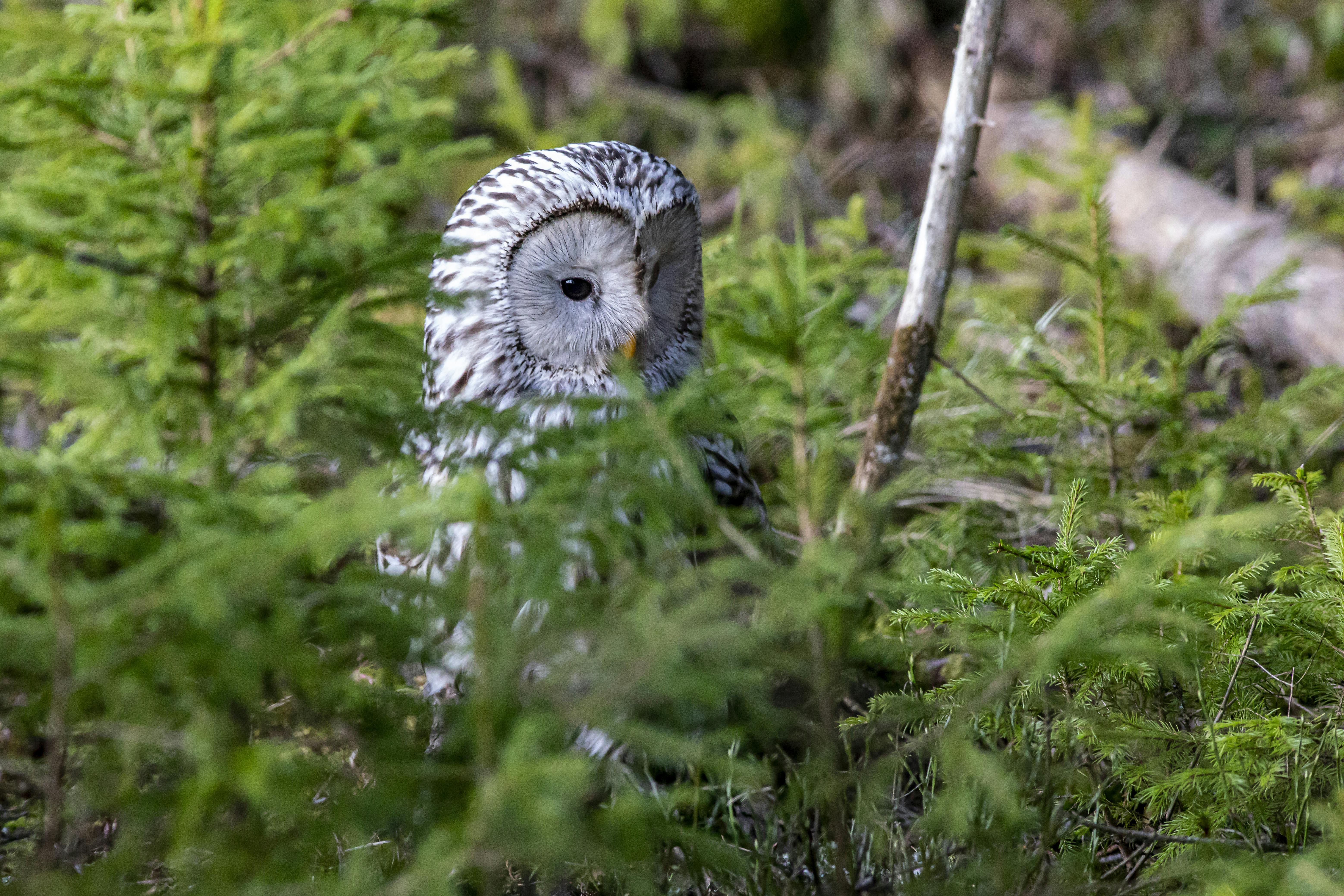 White and Black Owl on Green Grass · Free Stock Photo