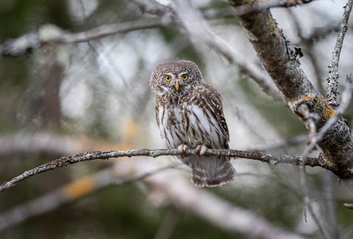 Brown Owl Perched on Tree Branch