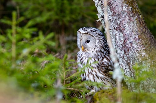 White and Black Owl on Brown Tree Branch