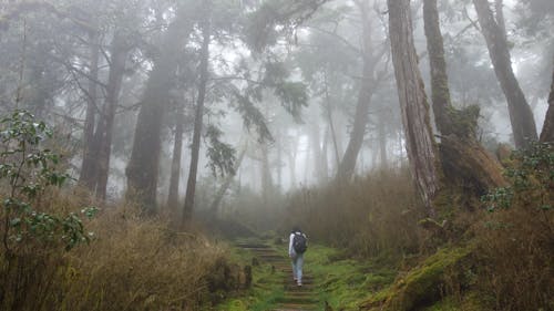 Foto d'estoc gratuïta de aigua, alba, arbre