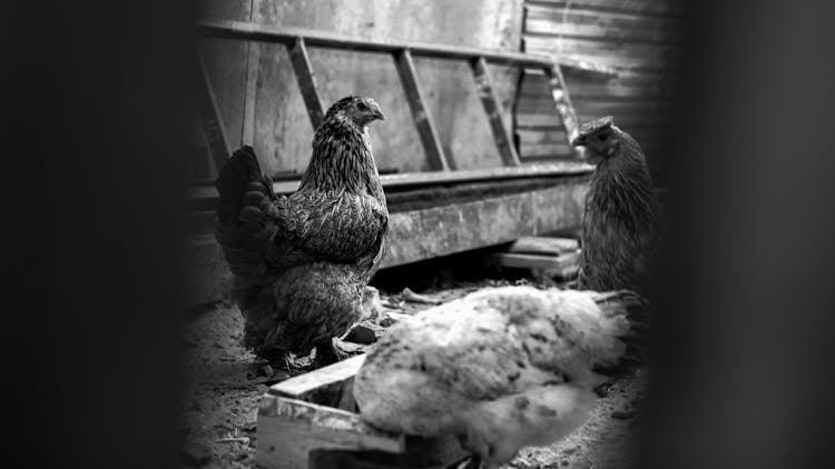 Hens Walking In Chicken Coop On Farm