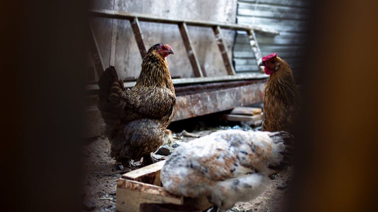 Different Domestic Chicken Eating And Strolling In Hen House