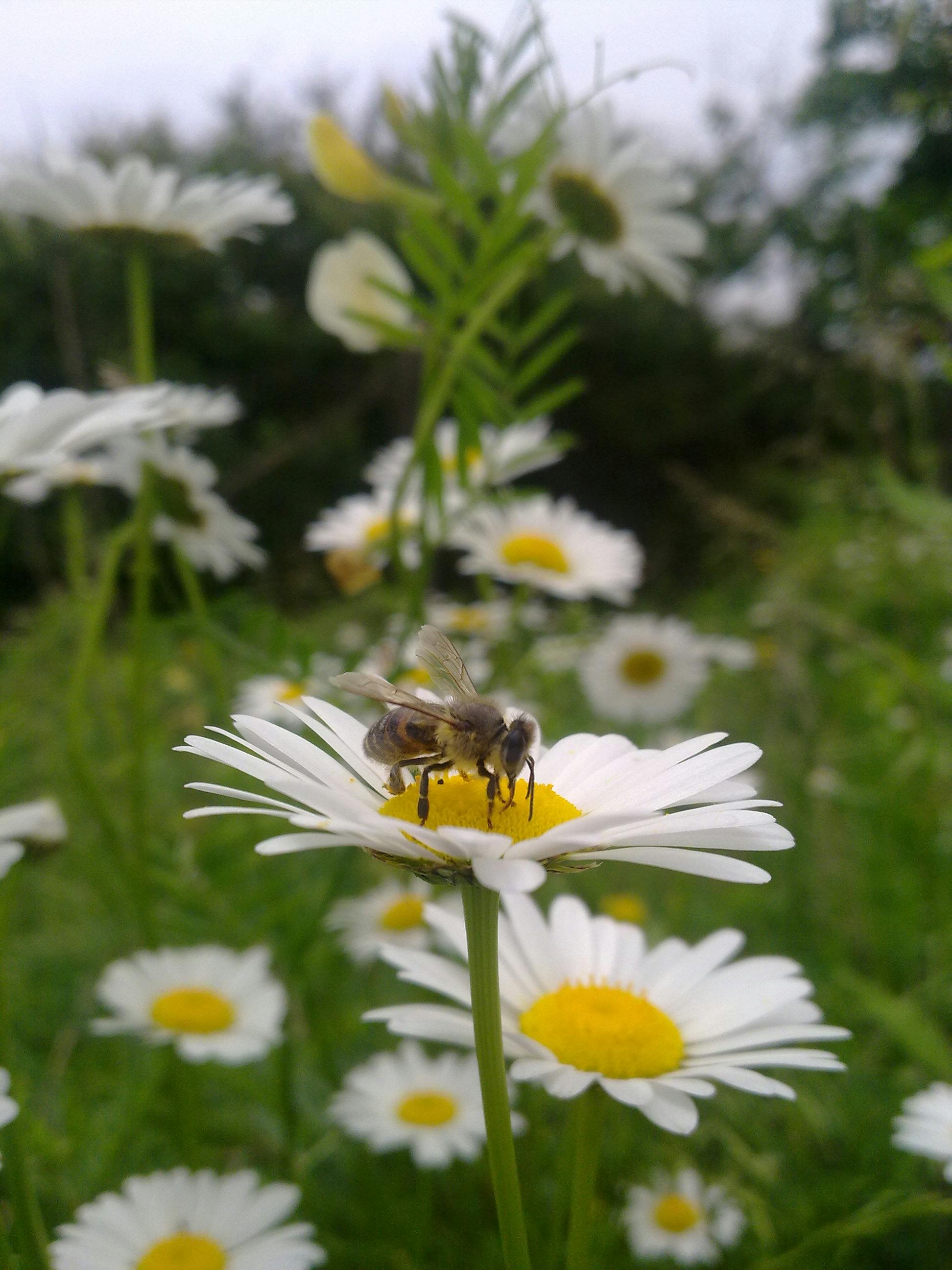 Free stock photo of bee, chamomile