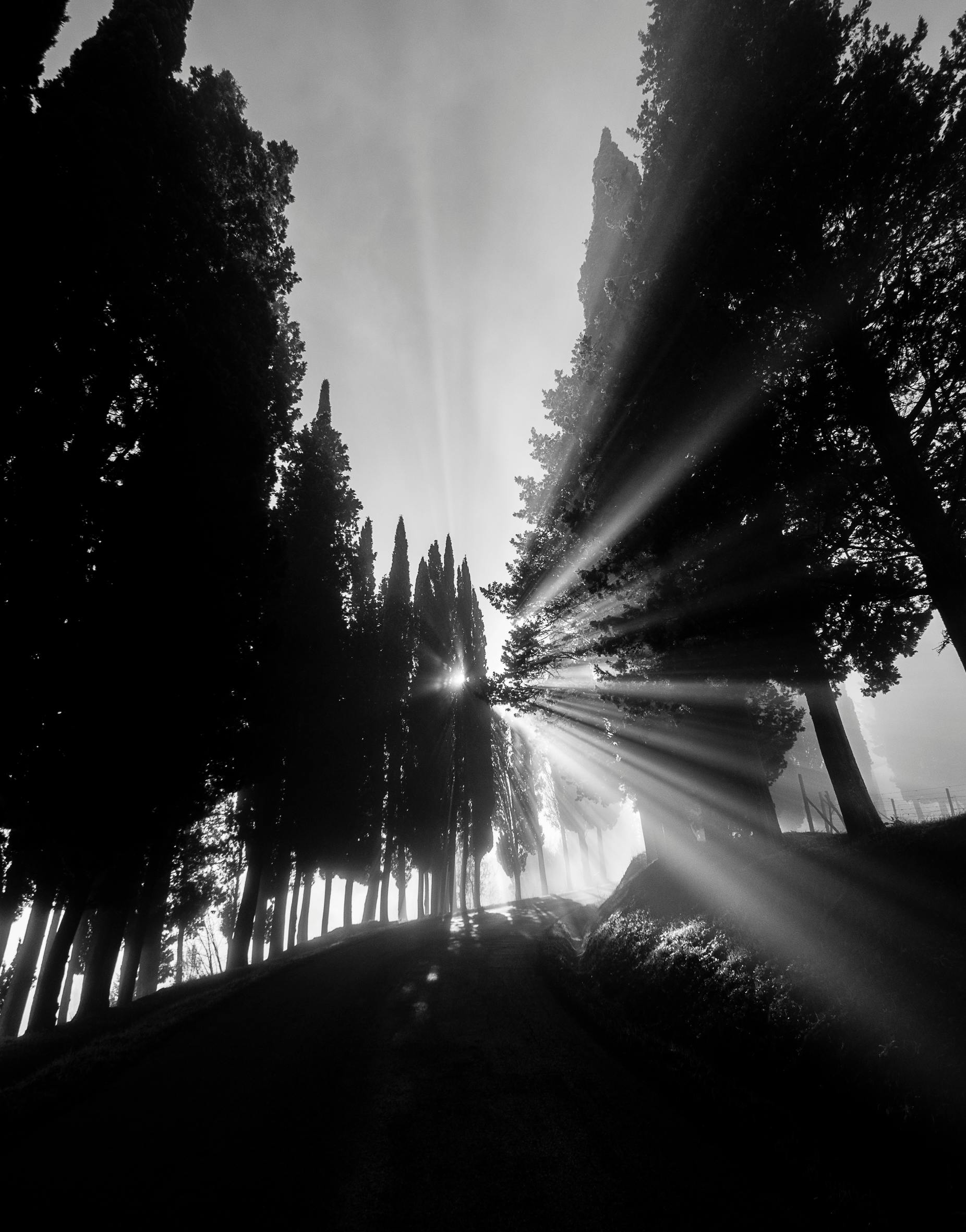 Silhouette of Trees with Sun Rays Passing Through · Free Stock Photo, image size:1852x2362