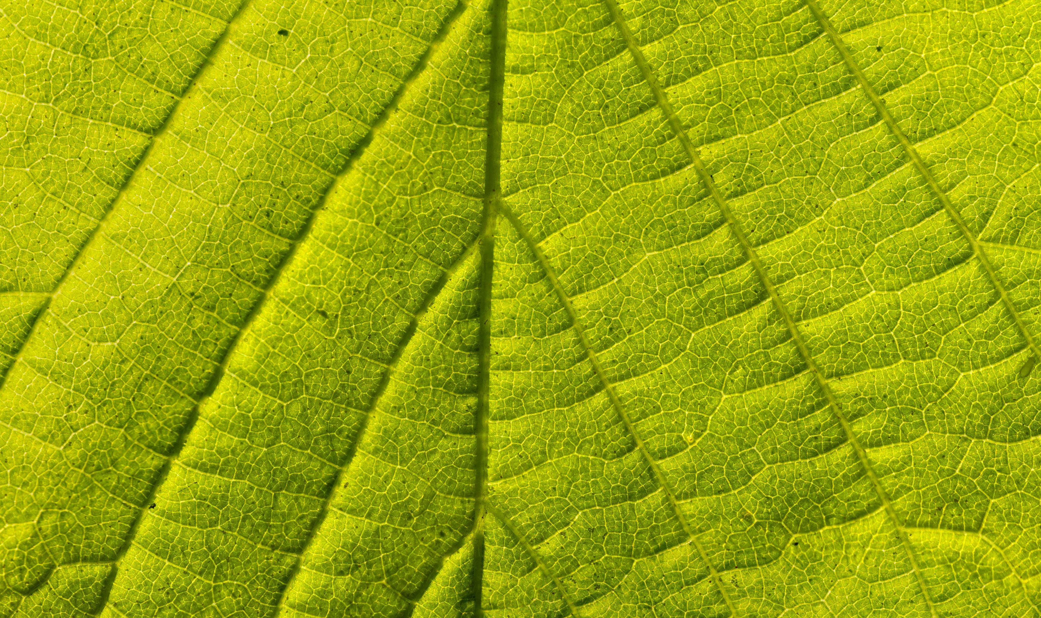 Textured backdrop of bright green leaf with veins · Free Stock Photo