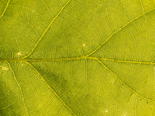 Macro green leaf with decorative lines on surface