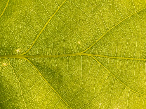 Δωρεάν στοκ φωτογραφιών με background, macro, ανάπτυξη