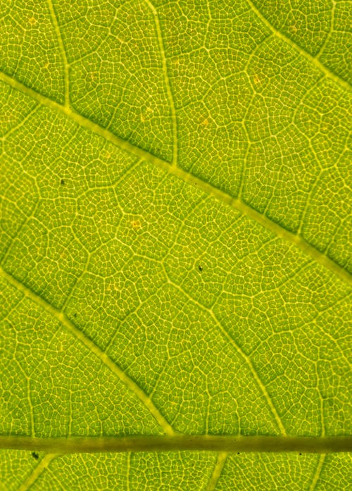 Fotobanka s bezplatnými fotkami na tému botanický, botanika, celý rám