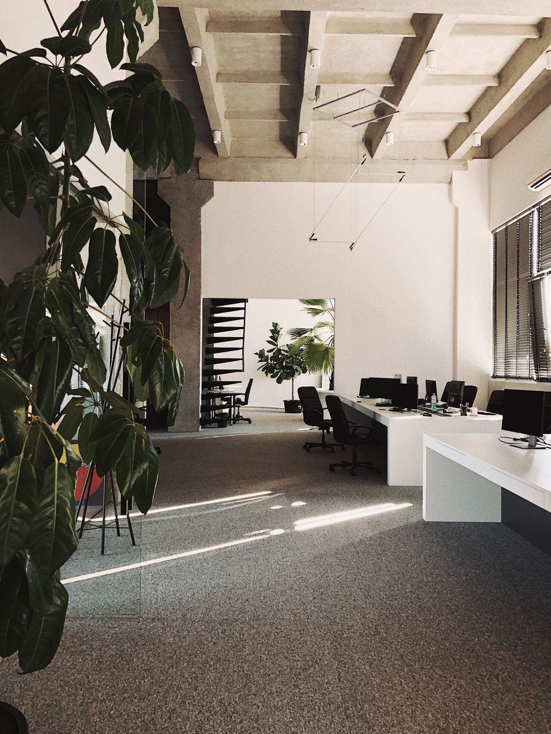 Workplace Spacious Spacious Workplace with Indoor Plants · Free Stock Photo