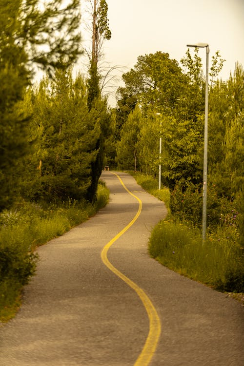 Empty wavy roadway with yellow marking line between growing green trees under sky