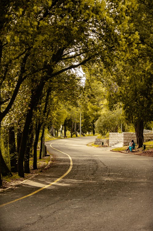 Scenery view of asphalt road between overgrown trees in silent park in town