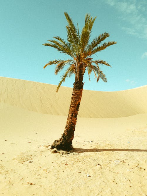 Зеленая пальма на коричневом песке