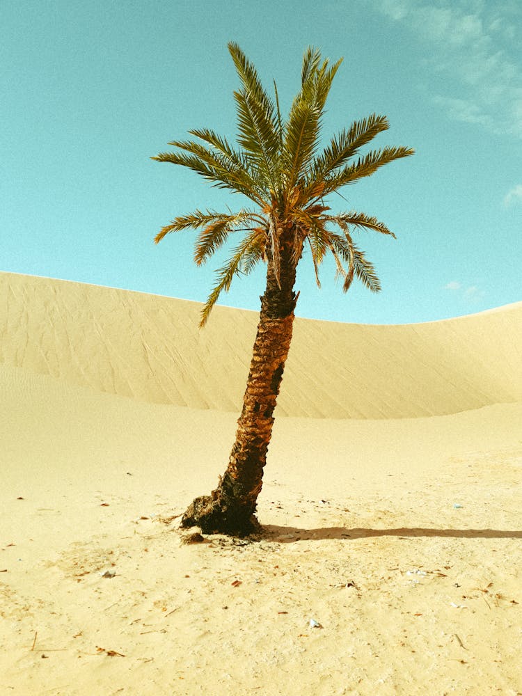 Palm Tree And Sand Dune In The Desert