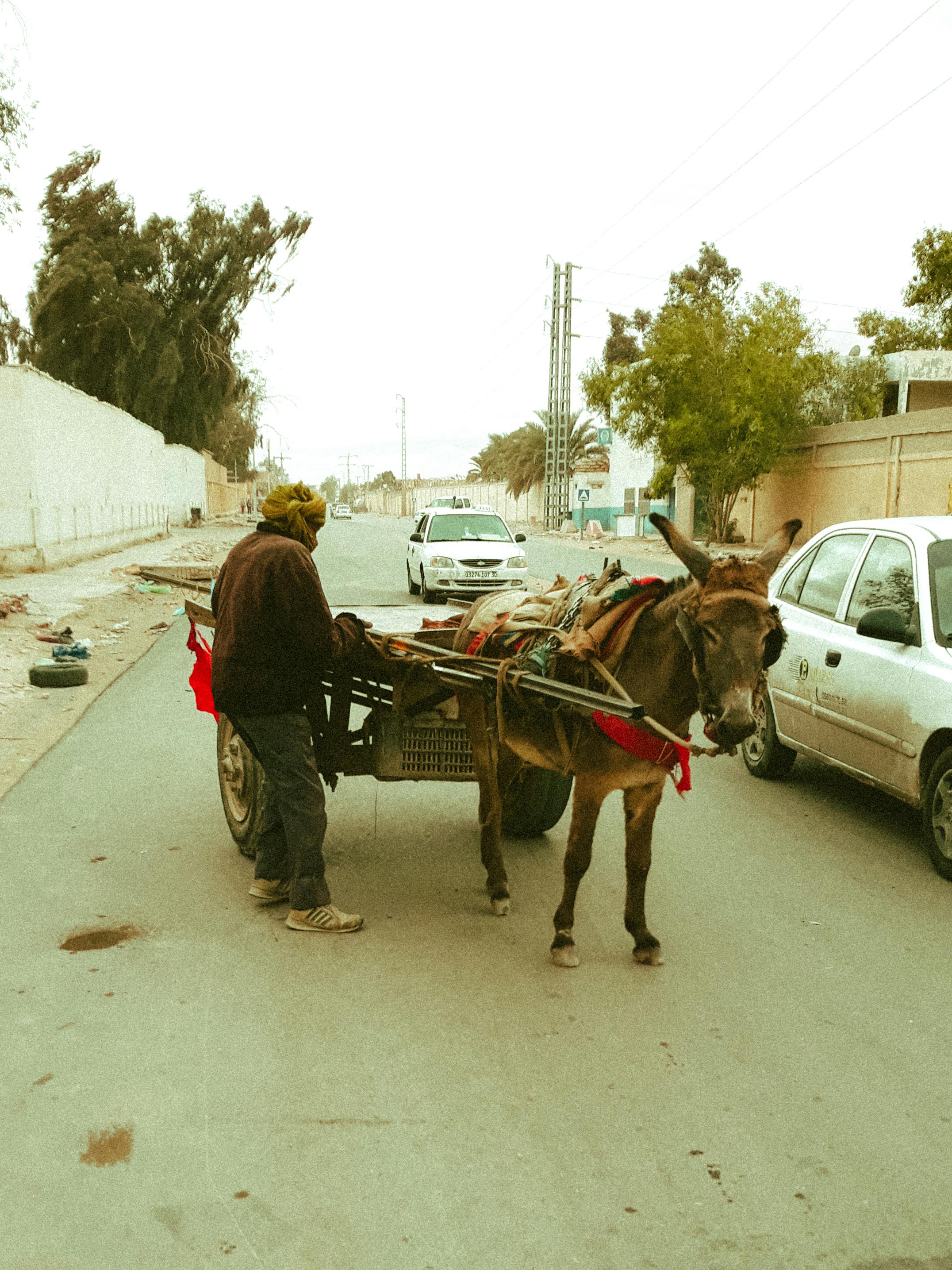 A man guiding a donkey pulling a cart on an urban street, showcasing traditional transport.