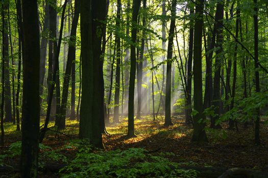 Spectacular view of soundless forest with overgrown tree trunks illuminated by sunbeams at sunrise