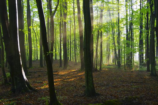 Bright sun ray glowing between high tree trunks with bright green leaves at sunrise in woodland