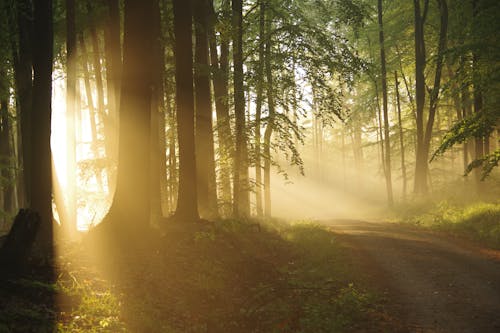 Free Breathtaking view of glowing sun rays illuminating walkway between overgrown trees at dawn in forest Stock Photo